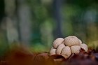 Bovist im Teutoburger Wald