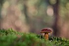 Maronen-Röhrling im Teutoburger Wald