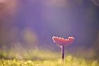 Pilz im Teutoburger Wald