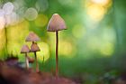 Specht-Tintling im Teutoburger Wald