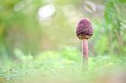 Parasol im Teutoburger Wald