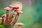 Pilze