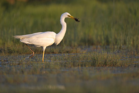 Silberreiher Silberreiher