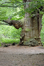 Urwald Sababurg Urwald Sababurg