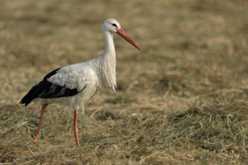 Weißstorch Weißstorch