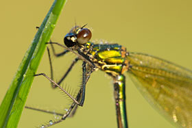 Prachtlibelle Prachtlibelle