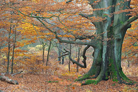 Urwald Sababurg Urwald Sababurg