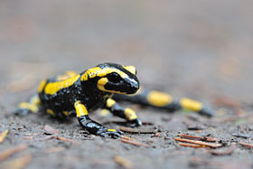 Feruersalamander Feuersalamander