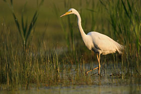 Silberreiher Silberreiher