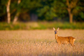 Klick für größere Ansicht