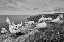 Insel Helgoland