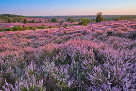 Heideblüte Lüneburger Heide