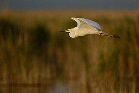 Great egret at the Illmitz beach