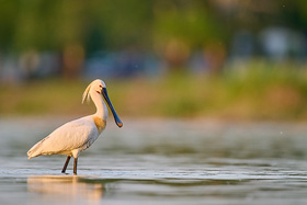 L&ouml;ffler am Zicksee