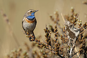 Blaukehlchen bei Horsmeetjes