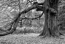 Naturfotografie Wald
